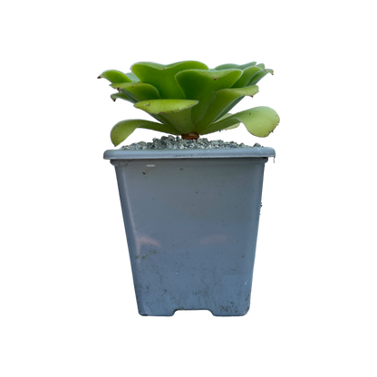 Aeonium canariense var. subplanum