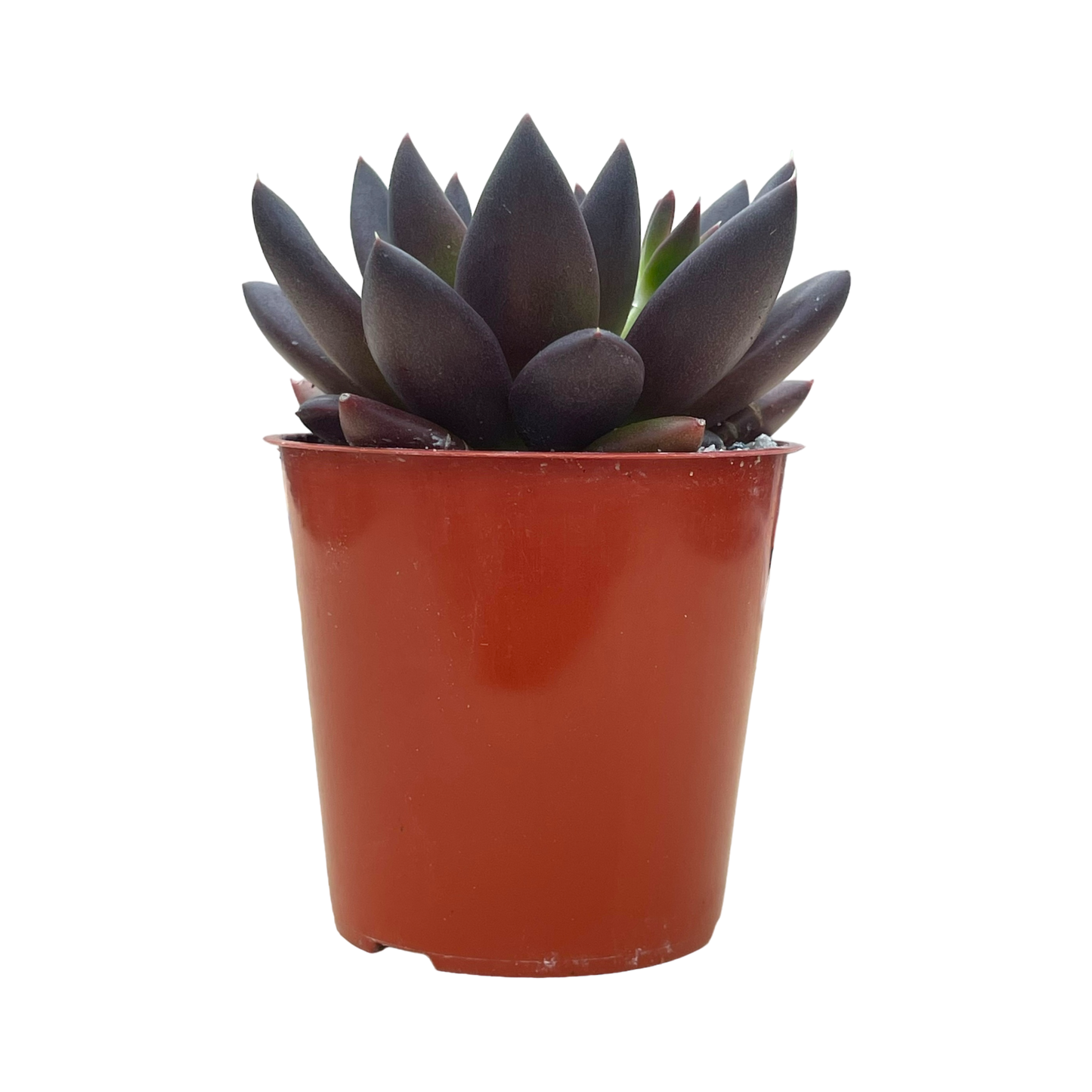 Echeveria affinis