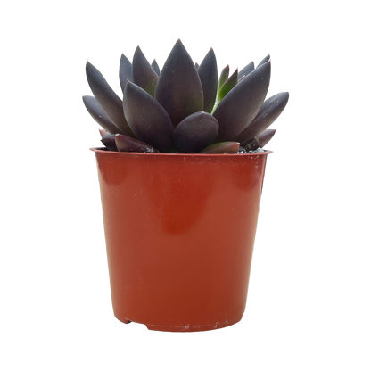 Echeveria affinis