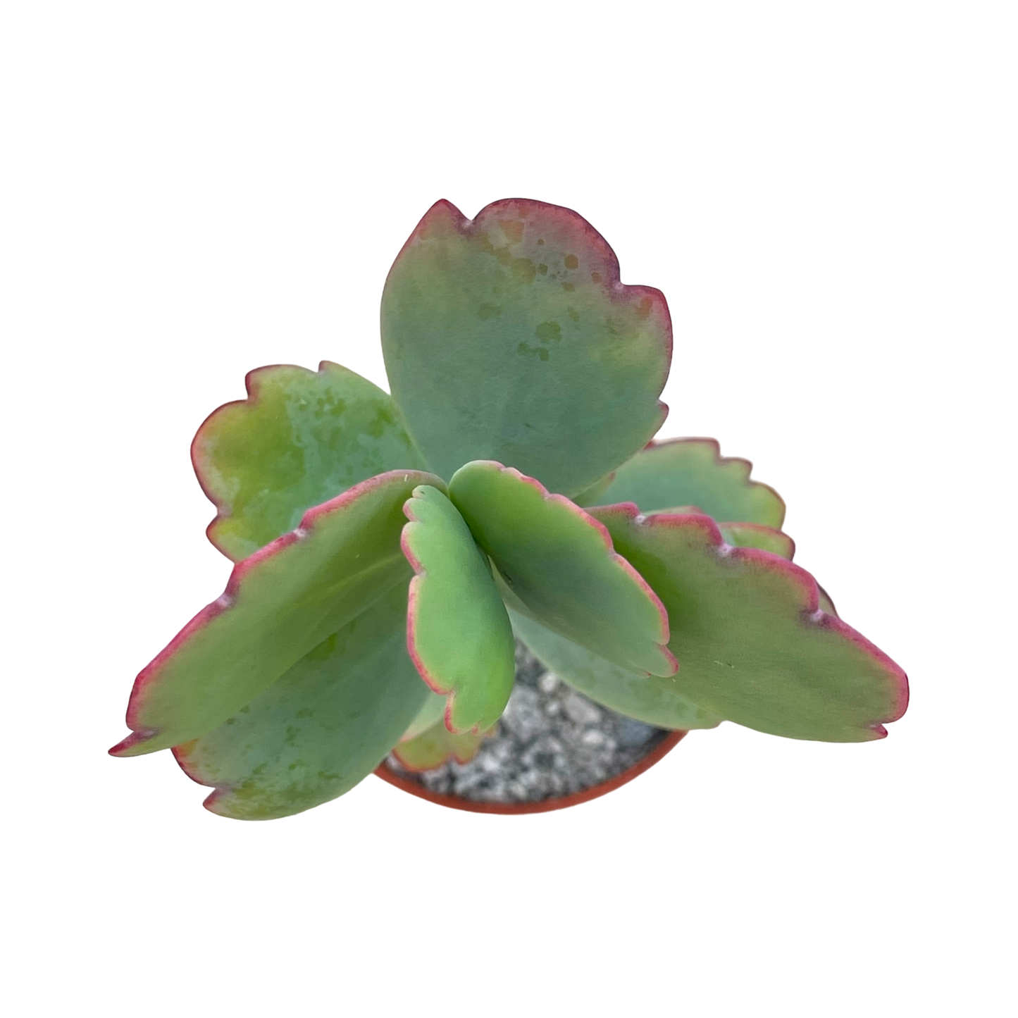 Kalanchoe fedtschenkoi (Lavender Scallops)