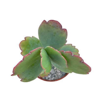 Kalanchoe fedtschenkoi (Lavender Scallops)