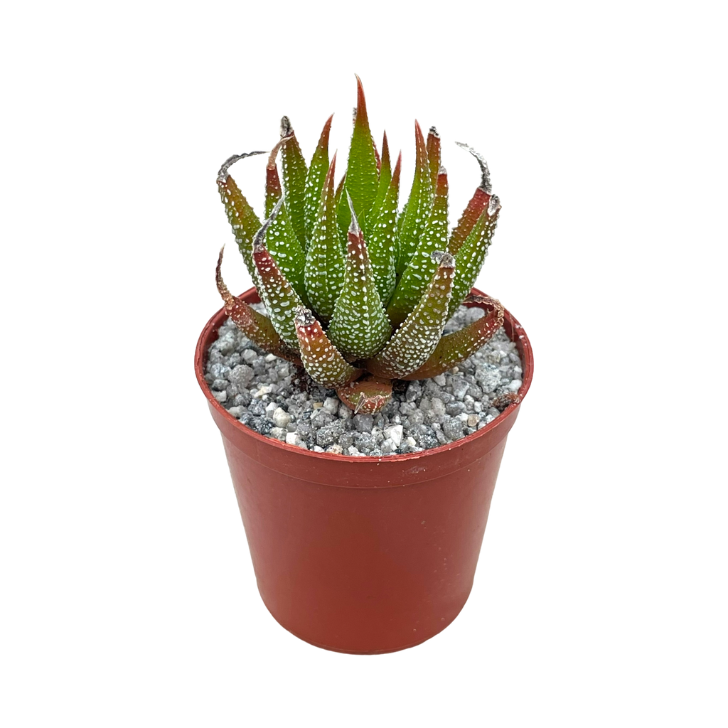 Haworthia sub attenuata