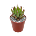 Haworthia sub attenuata