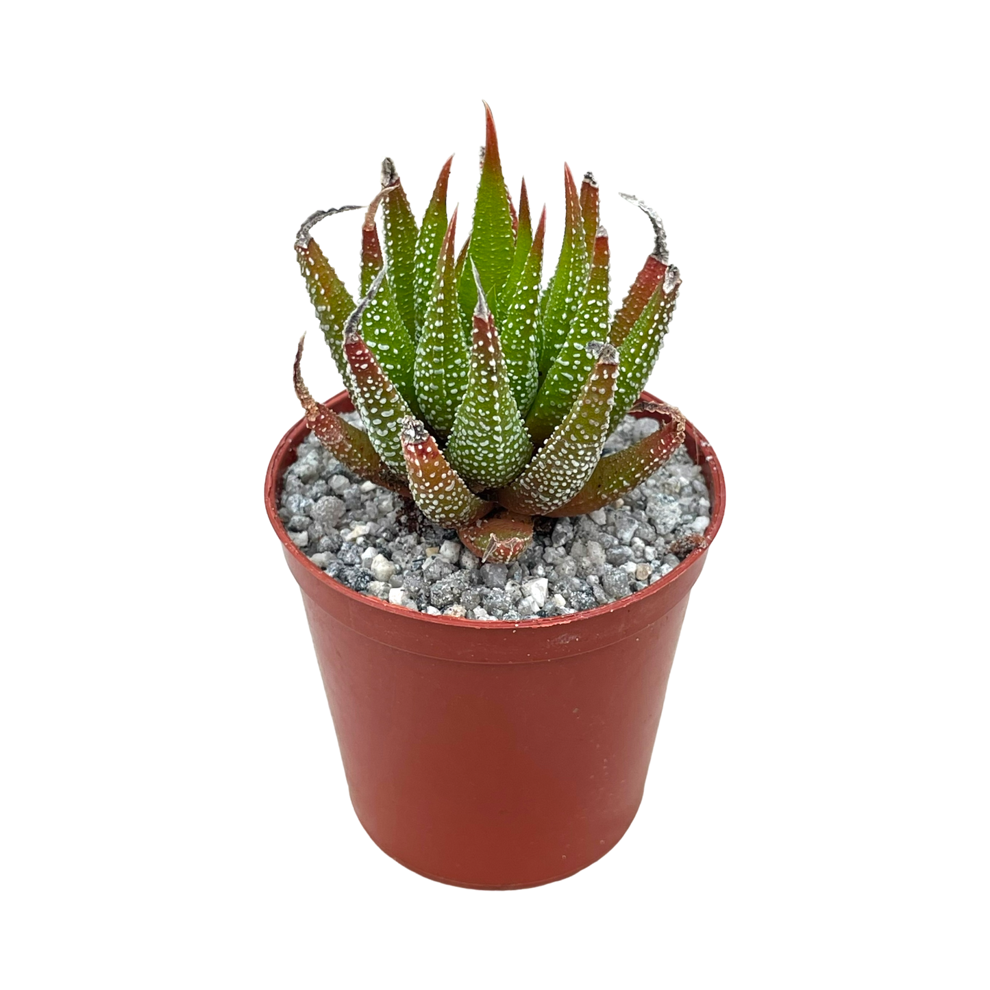 Haworthia sub attenuata