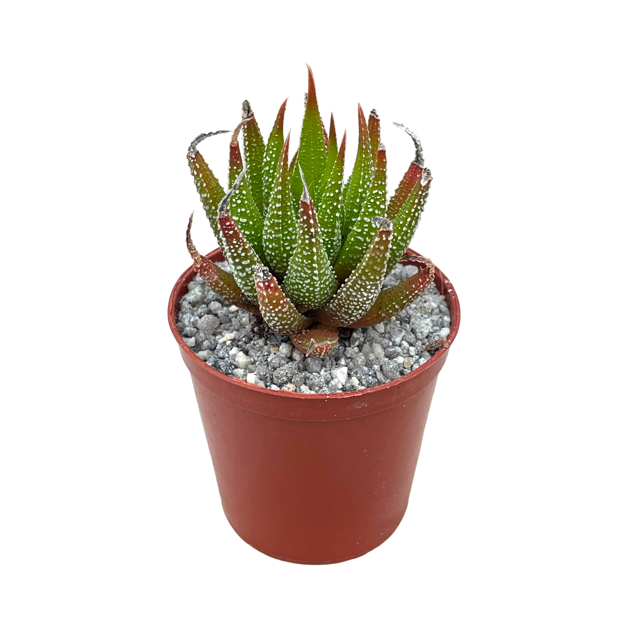 Haworthia sub attenuata