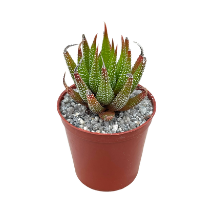 Haworthia sub attenuata