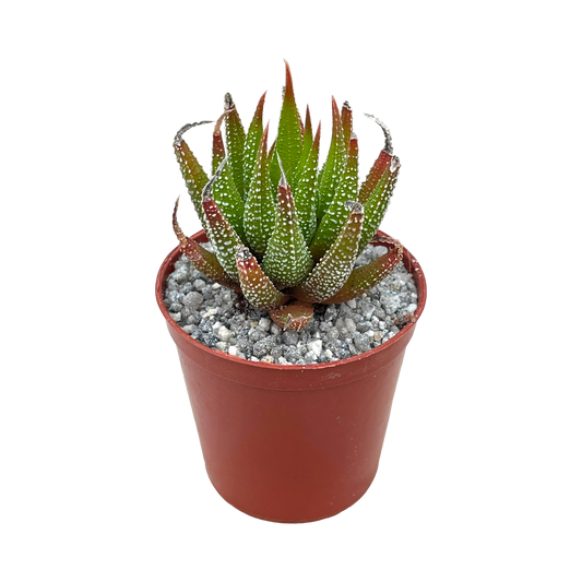 Haworthia sub attenuata