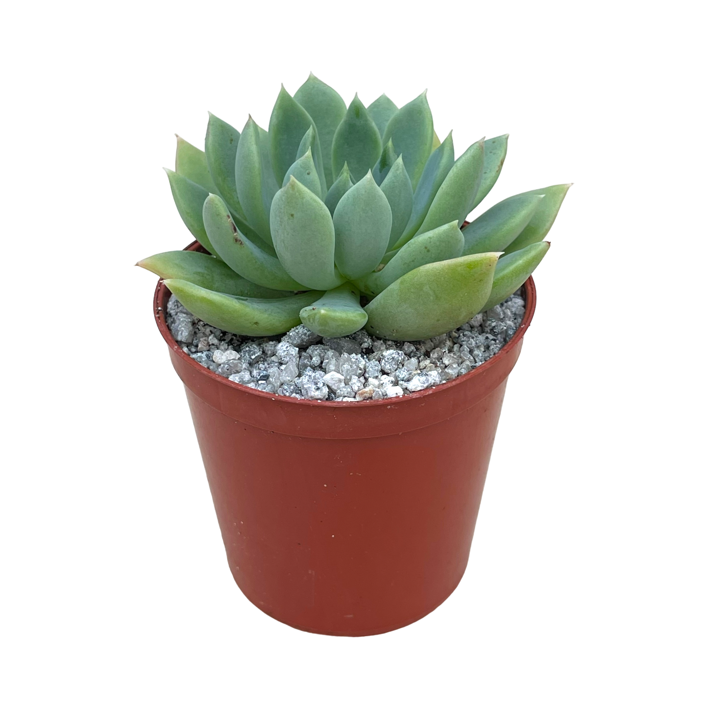 Echeveria 'Moana'