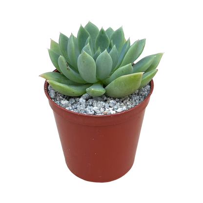 Echeveria 'Moana'