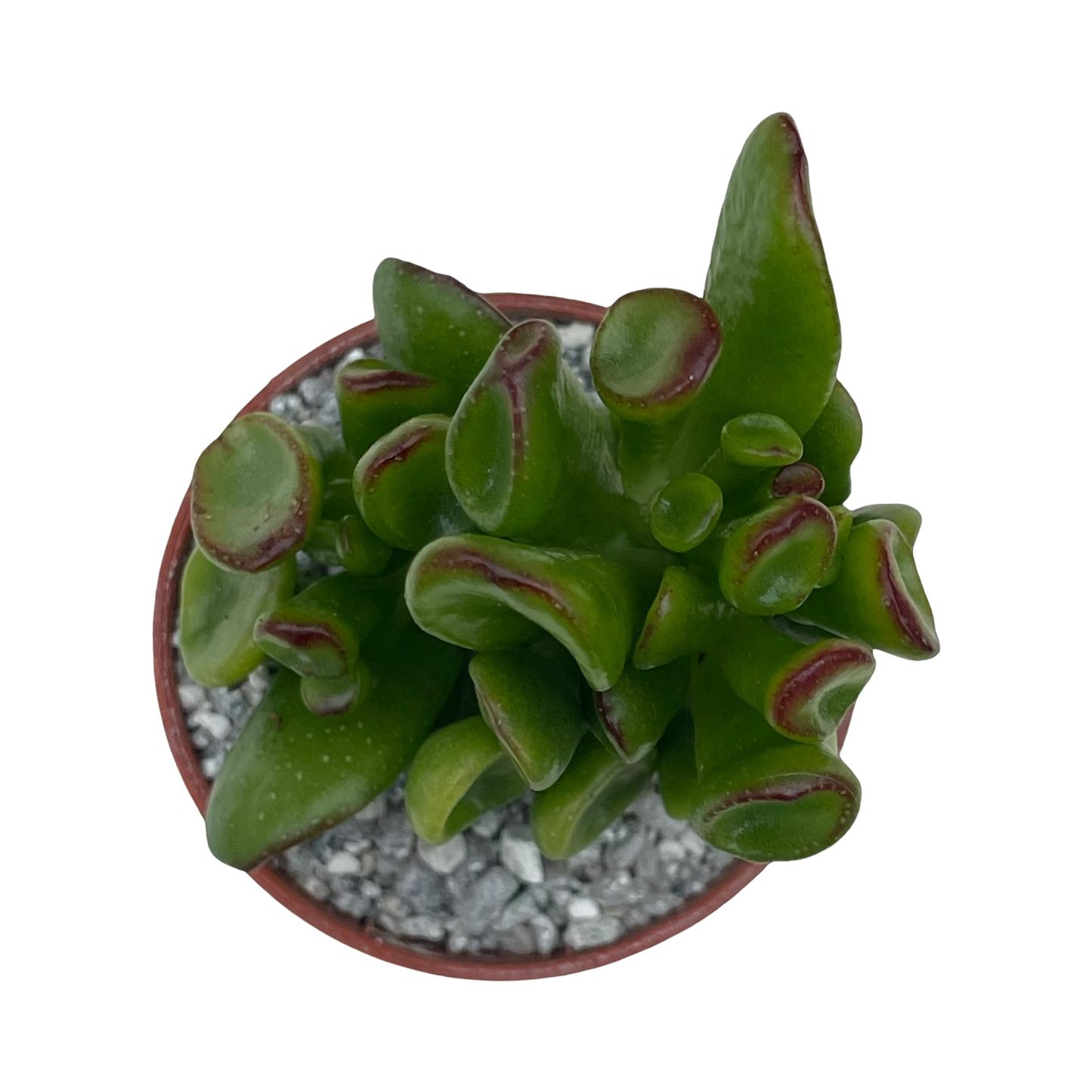 Crassula ovata 'Hobbit'