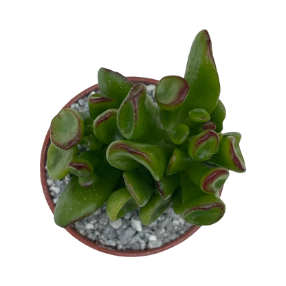 Crassula ovata 'Hobbit'