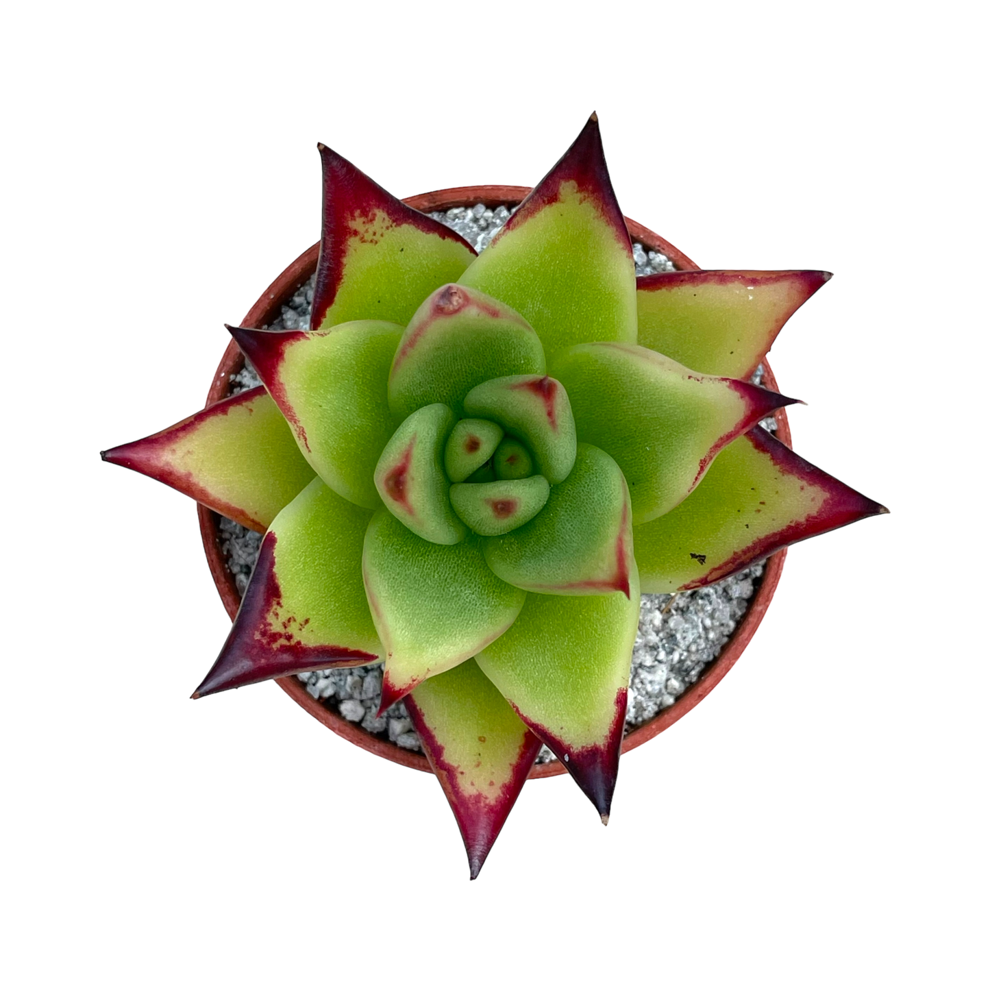 Echeveria agavoides 'Ebony'