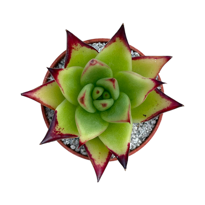 Echeveria agavoides 'Ebony'