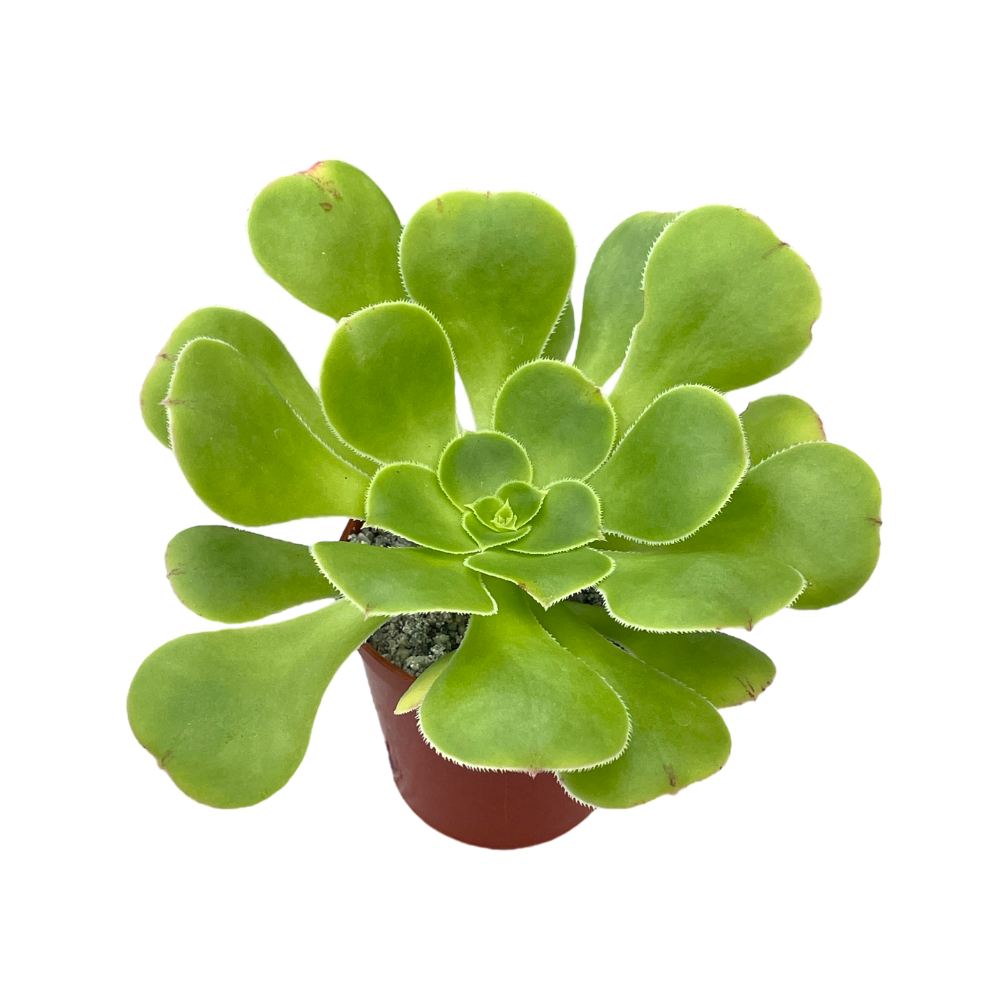 Aeonium arboreum v. magnificum