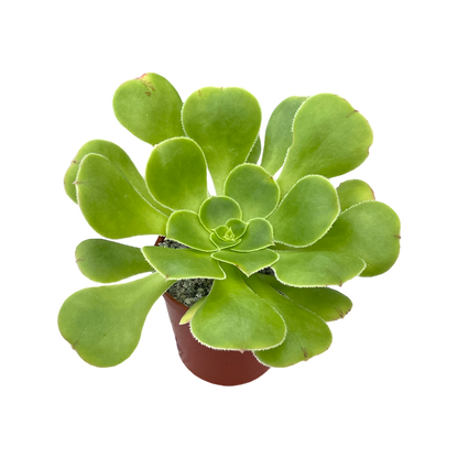 Aeonium arboreum v. magnificum