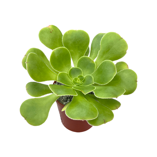 Aeonium arboreum v. magnificum