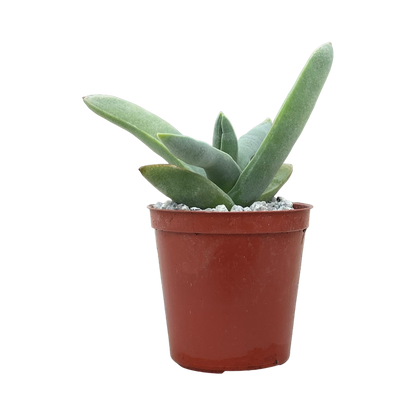 Crassula falcata (Airplane Plant)