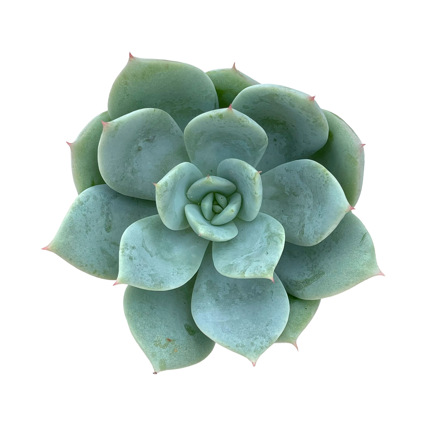 Echeveria 'Pastel Perfection'