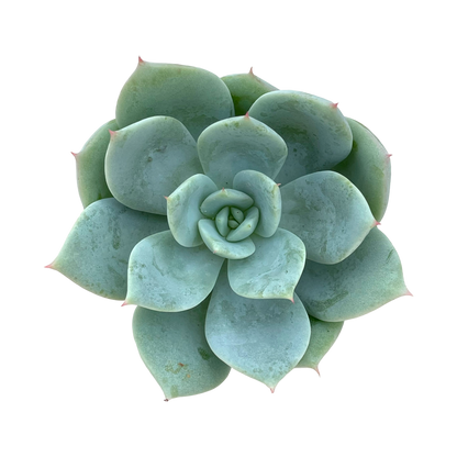 Echeveria 'Pastel Perfection'