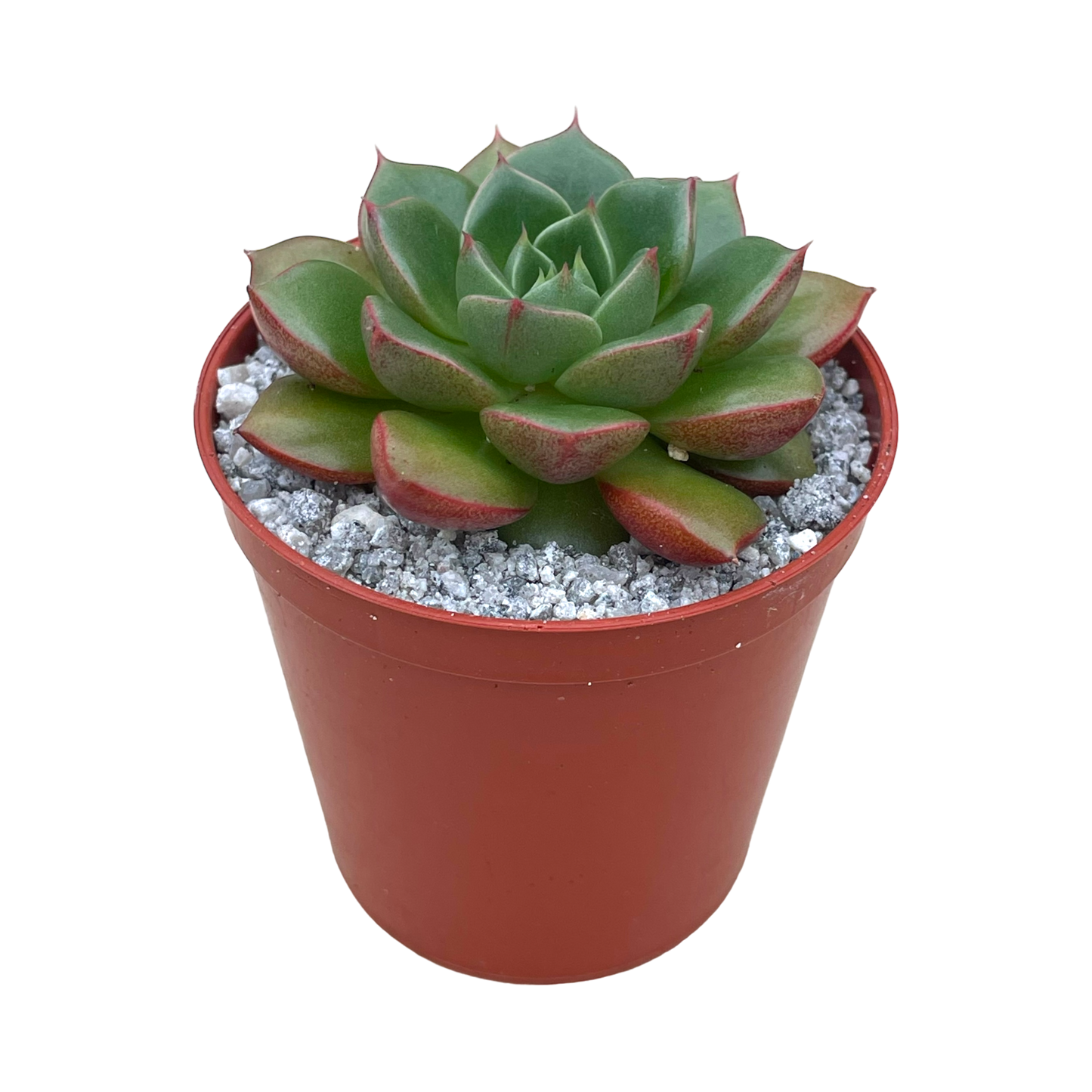 Echeveria 'Yoda'