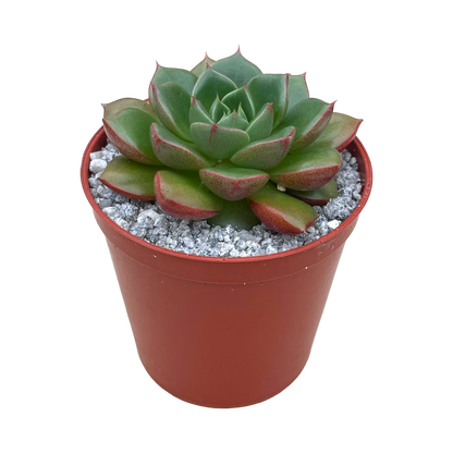 Echeveria 'Yoda'