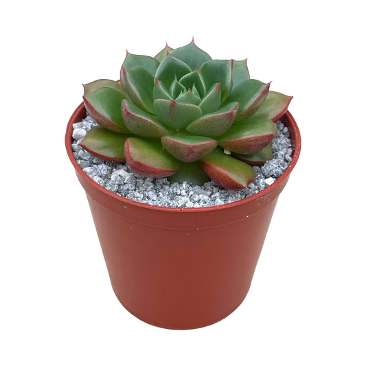 Echeveria 'Yoda'