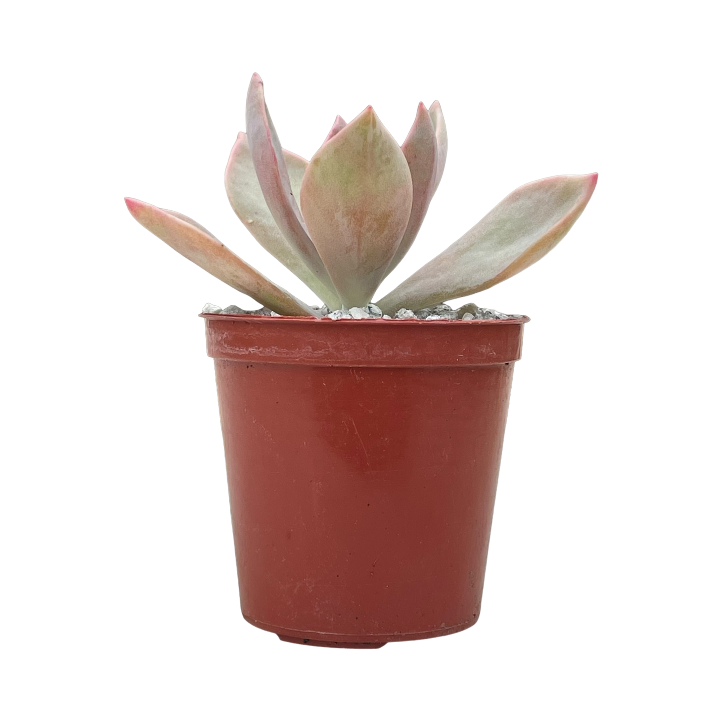 x Graptoveria 'Douglas Huth'