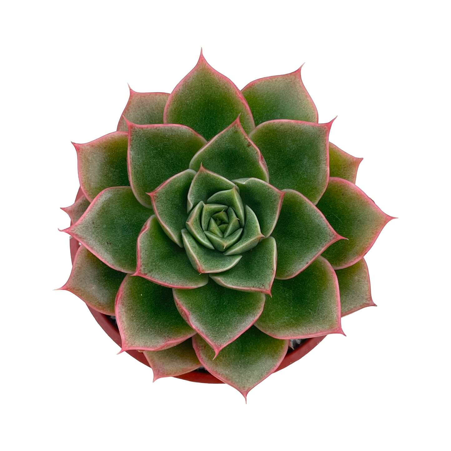 Echeveria setorum 'Victor'