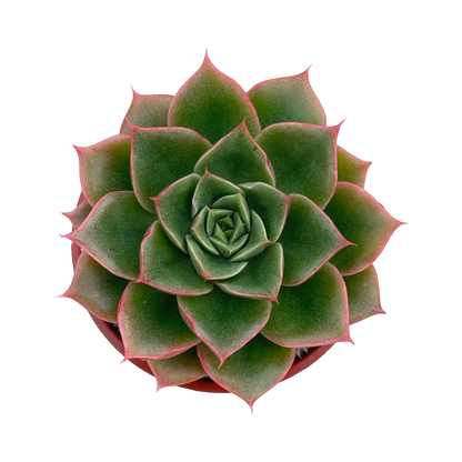 Echeveria setorum 'Victor'