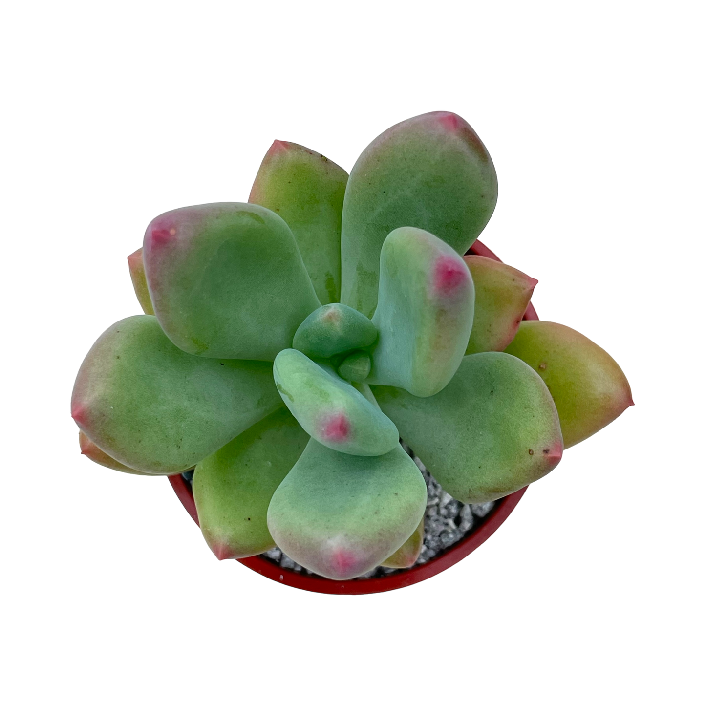 x Pachyveria 'Royal Flush'