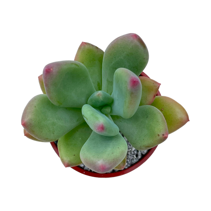 x Pachyveria 'Royal Flush'