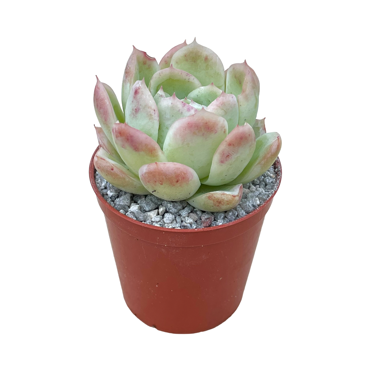 Echeveria x gilva 'Blue Suprise'