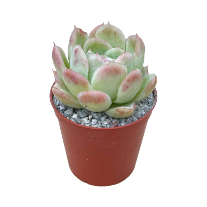 Echeveria x gilva 'Blue Suprise'