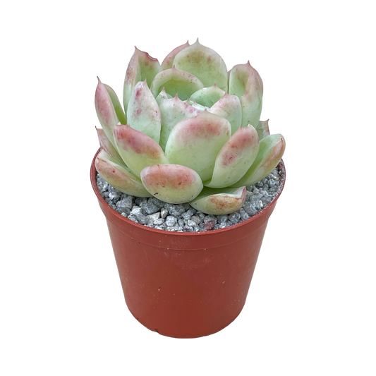 Echeveria x gilva 'Blue Surprise'