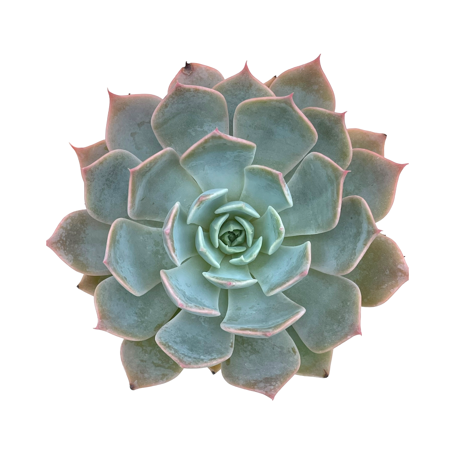 Echeveria 'Satellite'