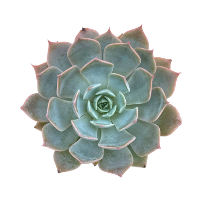 Echeveria 'Satellite'