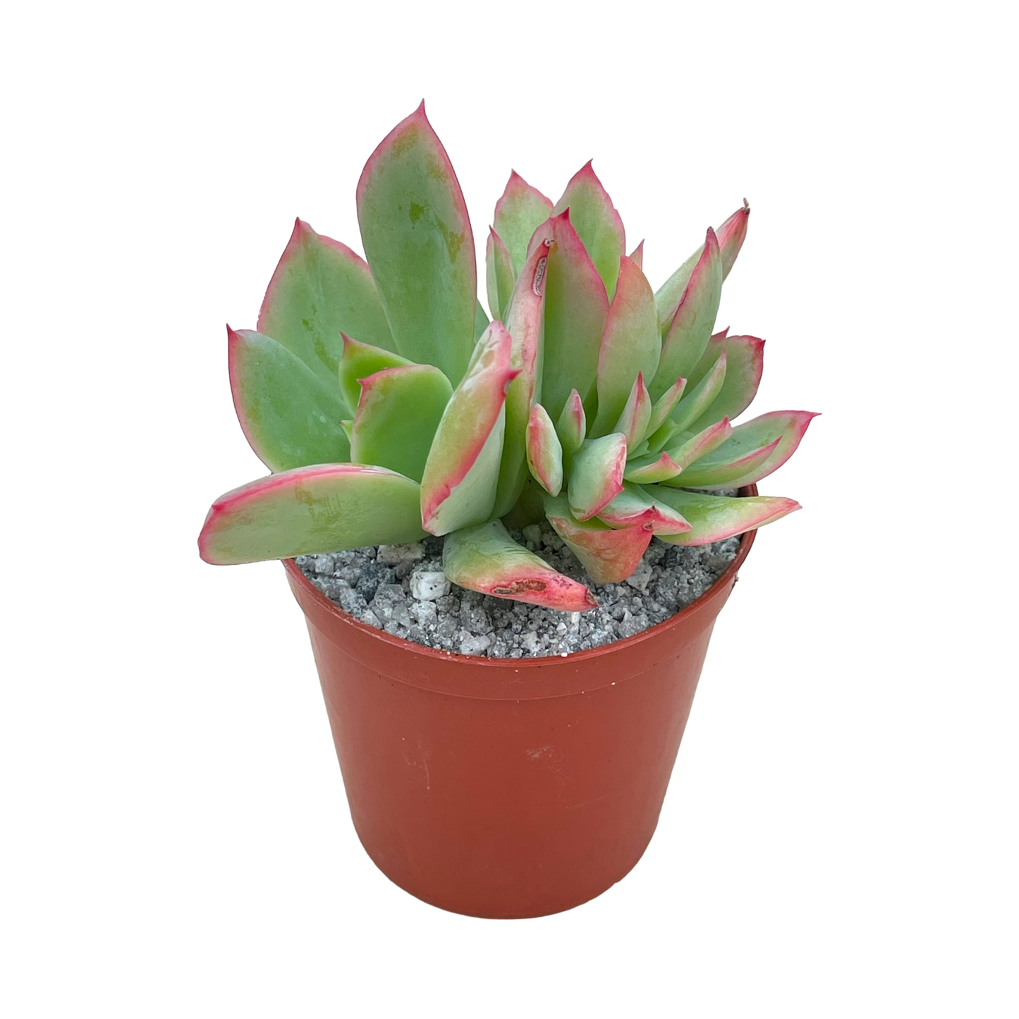 Echeveria 'Luella'