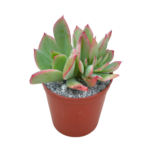 Echeveria 'Luella'