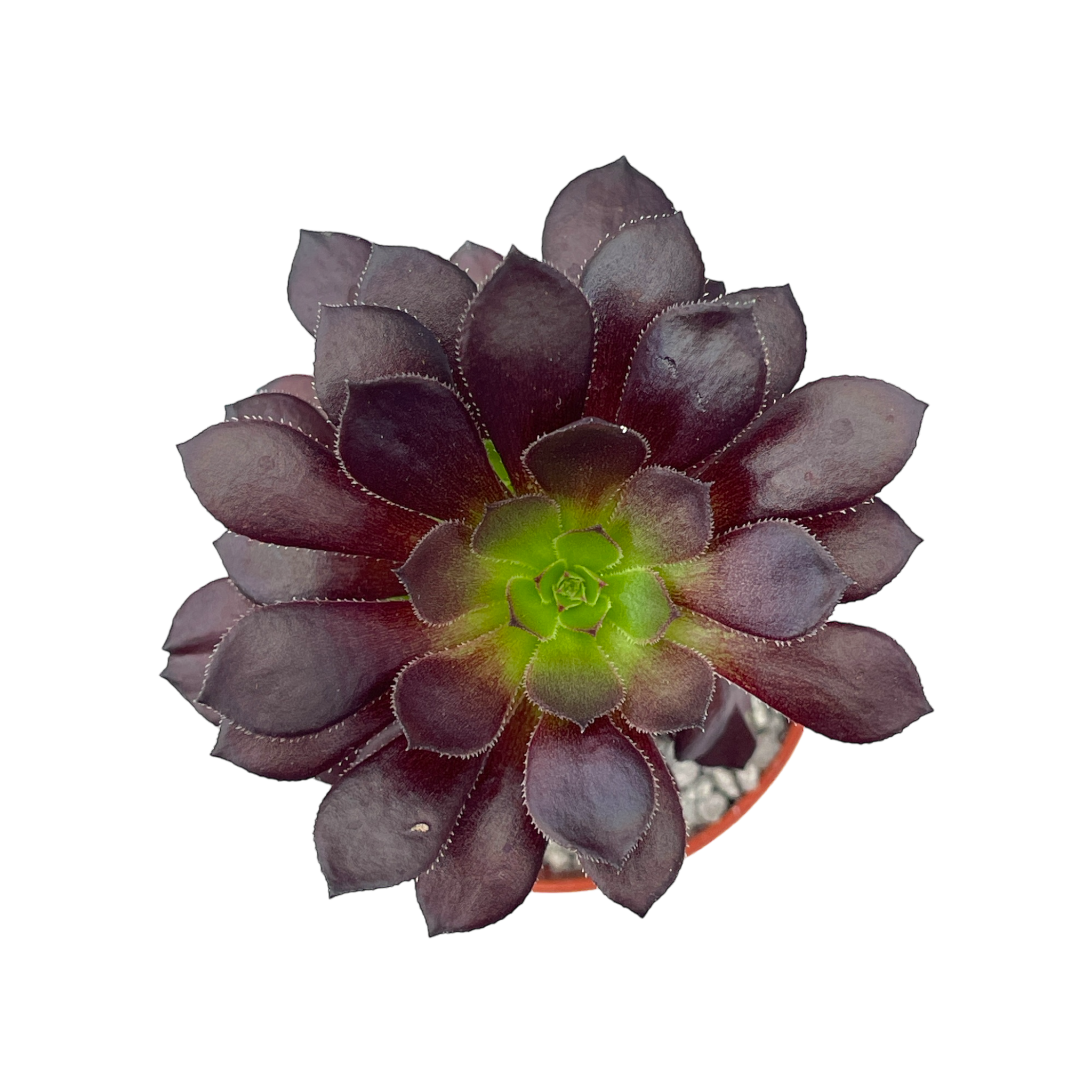 tip top succulent Aeonium arboreum 'Tip Top' – Surreal Succulents