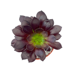 Aeonium arboreum 'Tip Top'