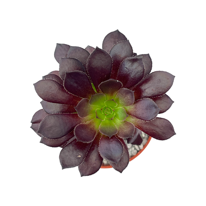 Aeonium arboreum 'Tip Top'