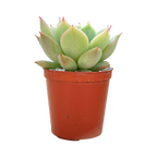 Echeveria derenbergii habitat collected