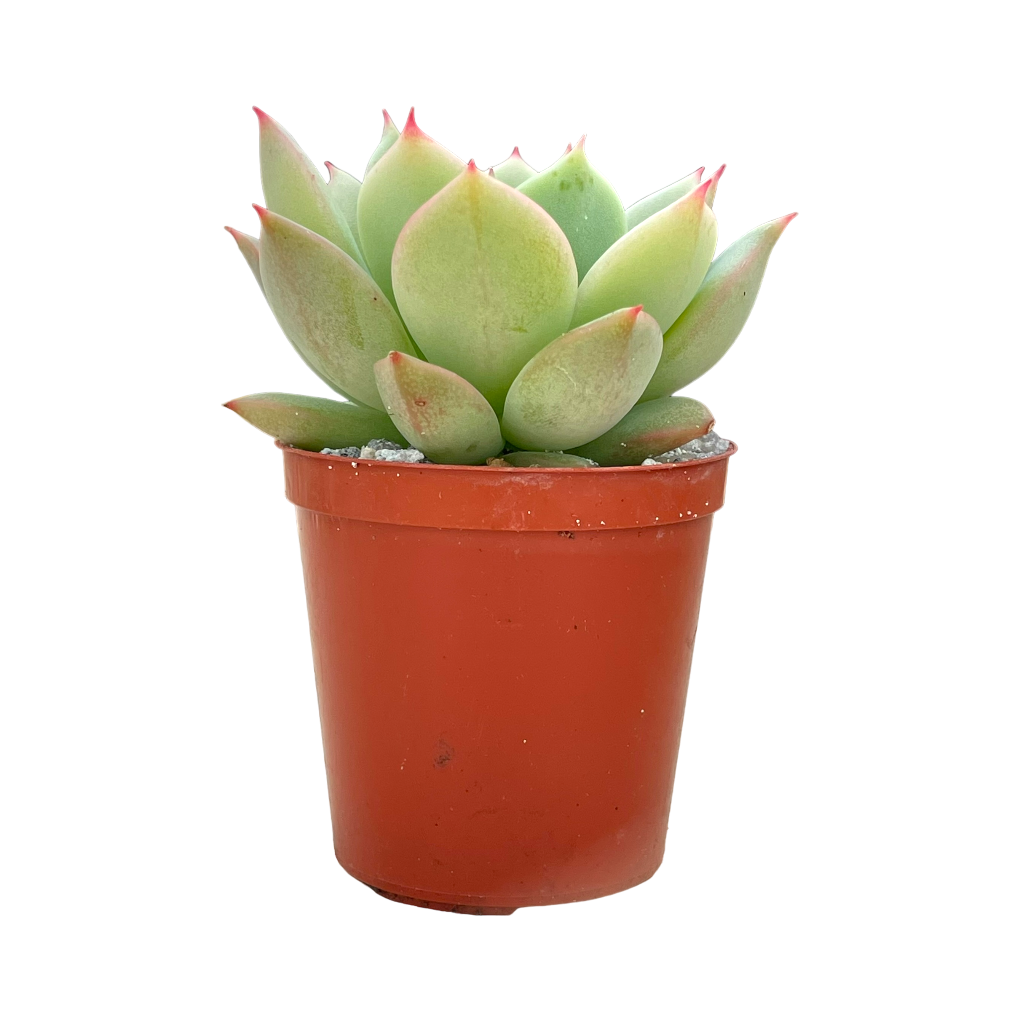 Echeveria derenbergii habitat collected