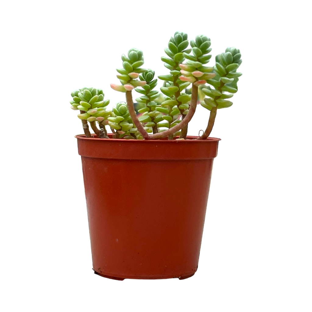 Sedum oaxacanum
