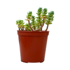 Sedum oaxacanum