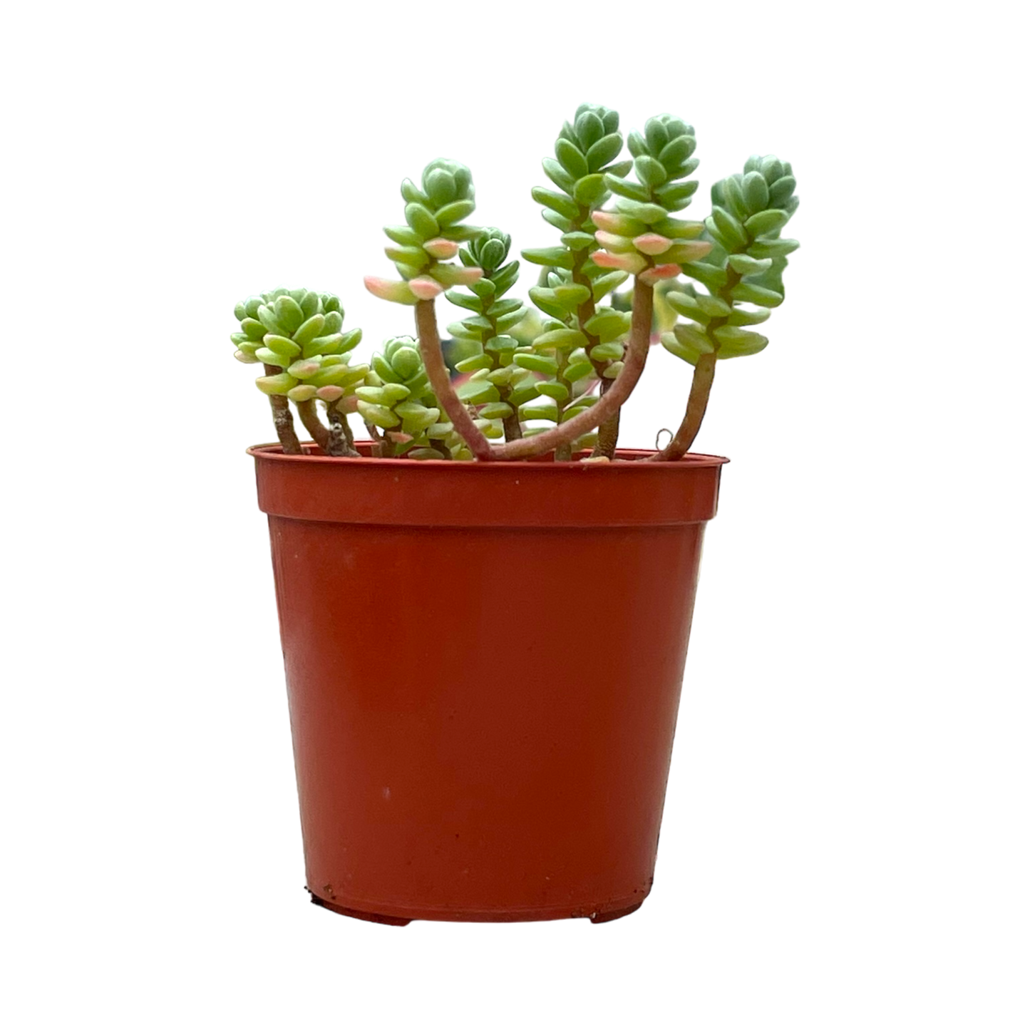 Sedum oaxacanum