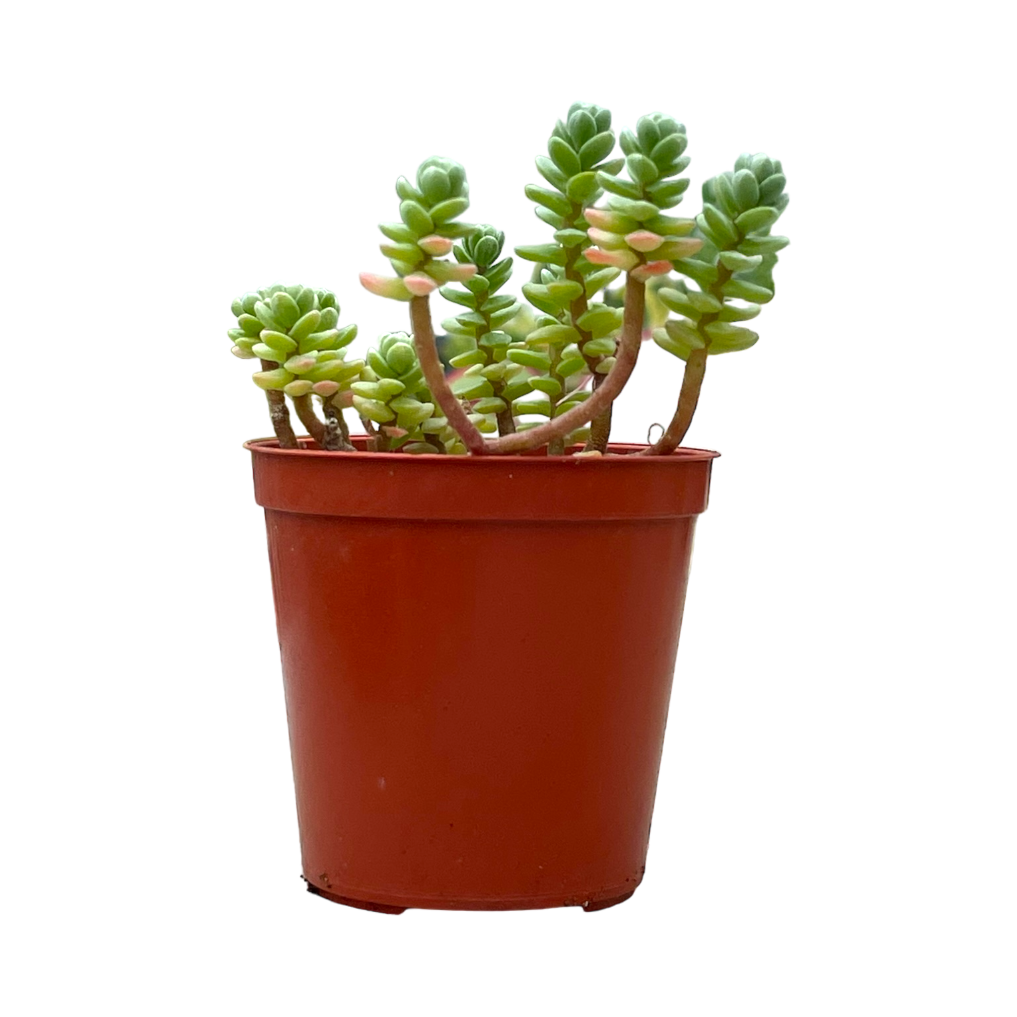 Sedum oaxacanum