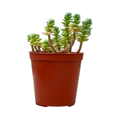 Sedum oaxacanum