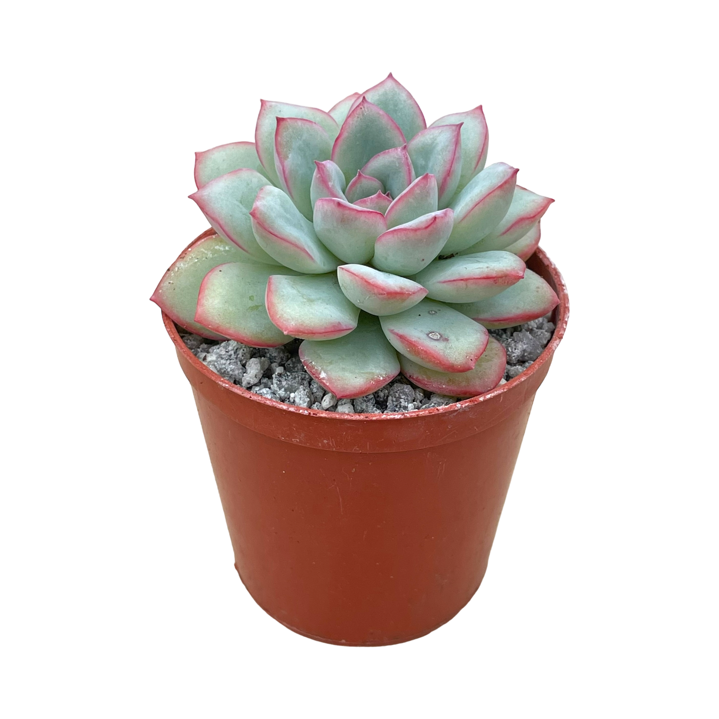 Echeveria 'Apus'