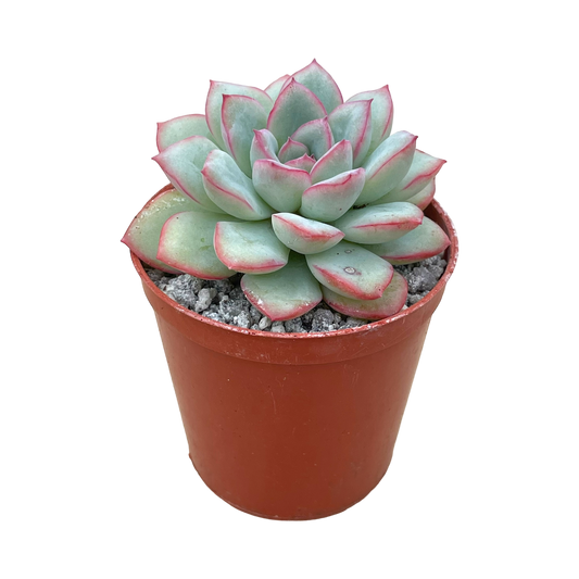 Echeveria 'Apus'